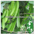 Hot Sale High Quality Hybrid F1 Winged Bean Seeds For Cultivation